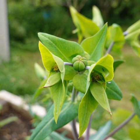 EUPHORBIA LATHYRIS - purge, Euphorbe des jardins #2