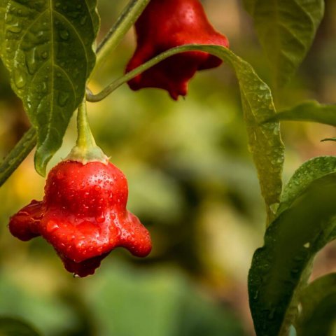 CAPSICUM BACCATUM - PIMENT Bishops Crown #1