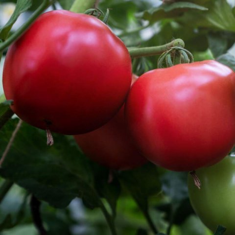 SOLANUM LYCOPERSICUM - TOMATE Faworyt #1