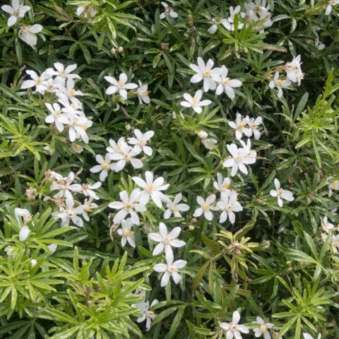 CHOISYA x DEWITTEANA White Dazzler - Mexican Orange