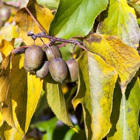ACTINIDIA ARGUTA - Mini-kiwi Weiki (male)