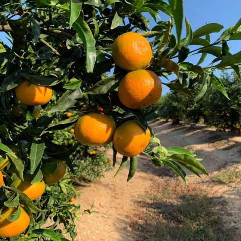 CITRUS RETICULATA - Mandarin Tree Oronules