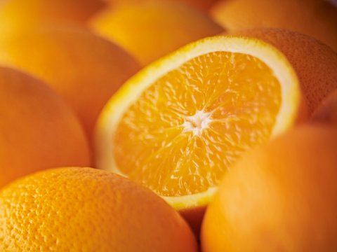 CITRUS SINENSIS cv. SALUSTIANA - Orange Tree Salustiana