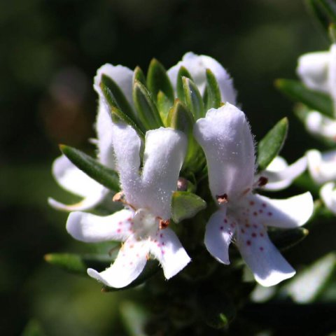 WESTRINGIA FRUTICOSA Smokey