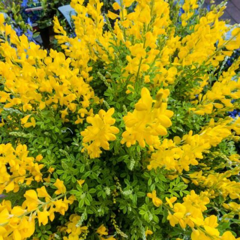 GENISTA MADERENSIS - Gent de Madre #1
