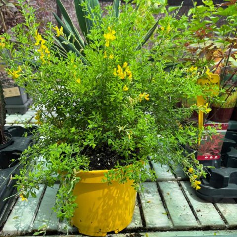 GENISTA MADERENSIS - M.5L