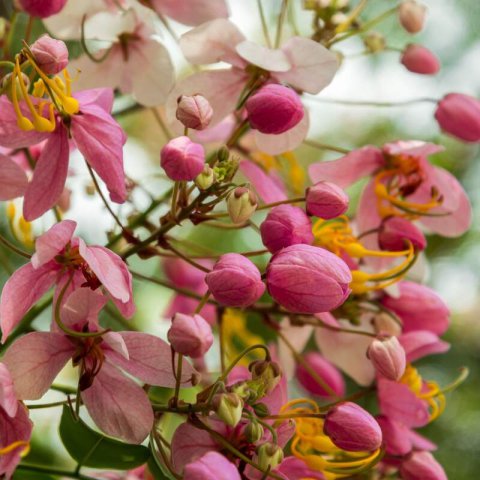 CASSIA JAVANICA subsp. NODOSA - Casse de Java #1