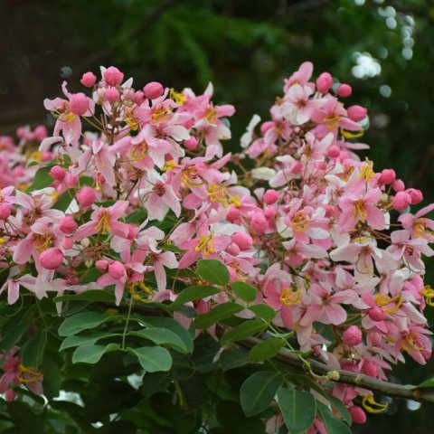 CASSIA JAVANICA subsp. NODOSA - Casse de Java #2