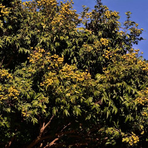SAPINDUS SAPONARIA