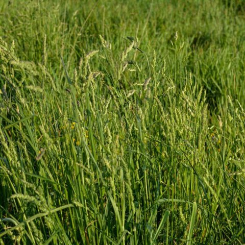 DACTYLIS GLOMERATA - HIERBA PARA GATOS