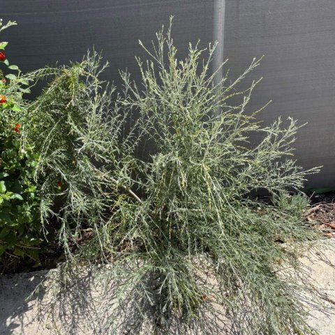 GOMPHOSTIGMA VIRGATUM - River Star, Otter Bush
