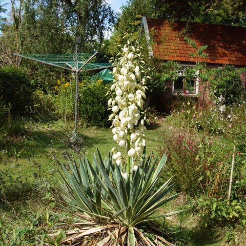 YUCCA GLORIOSA VARIEGATA - Daga espaola