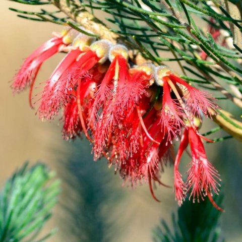 CALOTHAMNUS QUADRIFIDUS Grey