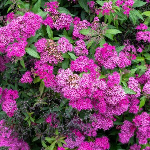 SPIRAEA JAPONICA Anthony Waterer