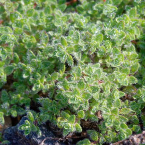 THYMUS PRAECOX Pseudolanuginosus - Wolly Thyme