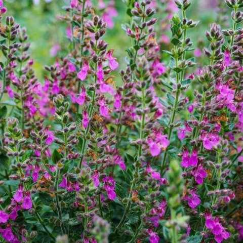 TEUCRIUM x LUCIDRYS - Germandre 