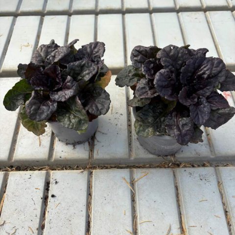 AJUGA REPTANS Black Scallop - Consuelda Black Scallop