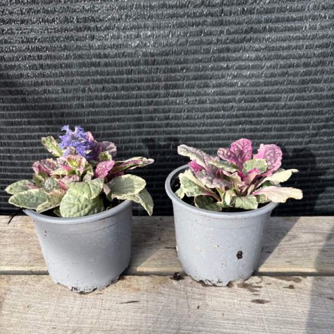 AJUGA REPTANS Burgundy Glow - Consuelda Burgundy Glow