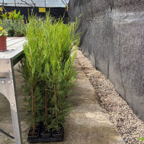 CUPRESSOCYPARIS LEYLANDII - Ciprs de Leyland