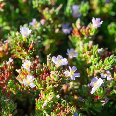 FRANKENIA LAEVIS
