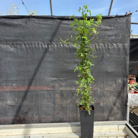 JASMINUM GRANDIFLORUM - Jazmn de Espaa, Jazmn real