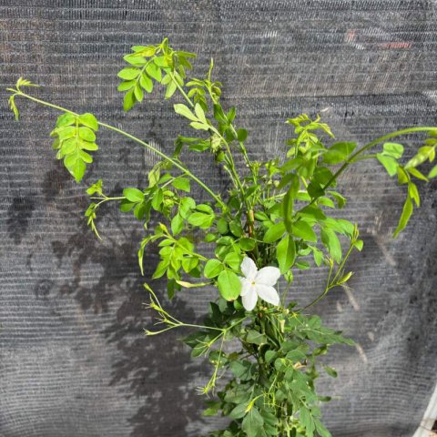 JASMINUM GRANDIFLORUM - Jazmn de Espaa, Jazmn real