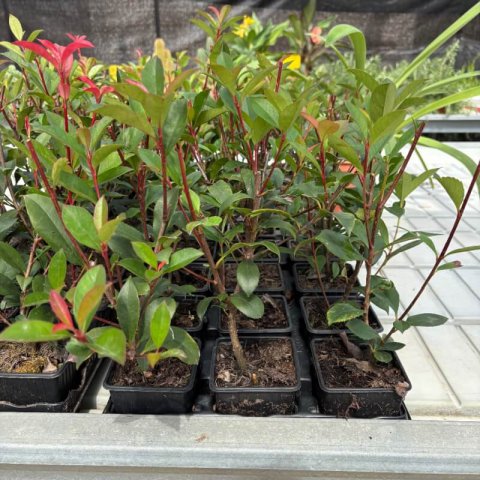 PHOTINIA x FRASERI Carr Rouge - Fotinia Carr Rouge
