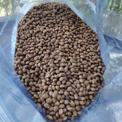 PISTACIA ATLANTICA - Almcigo