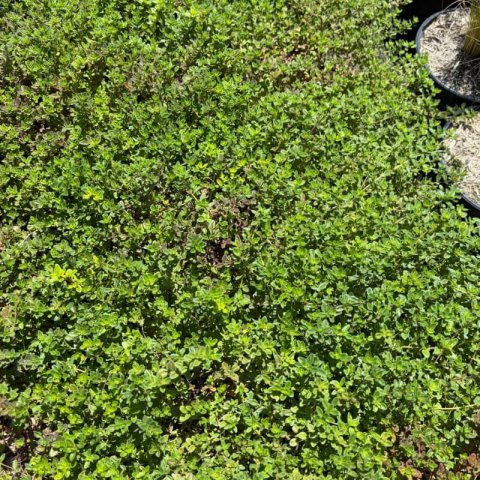 THYMUS PRAECOX Pseudolanuginosus - Wolly Thyme
