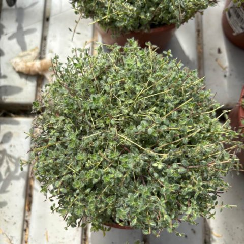 THYMUS CILIATUS - Tomillo de Marruecos #1