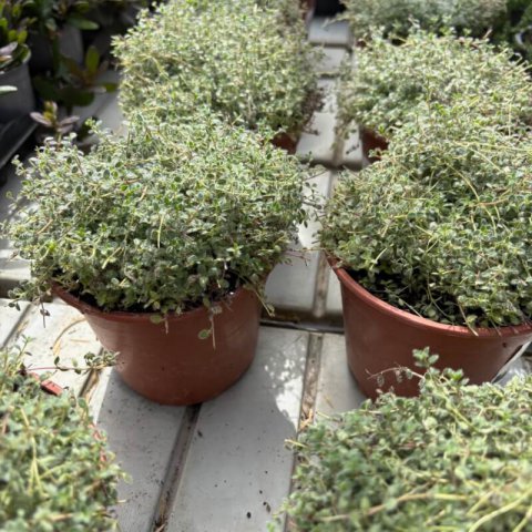 THYMUS CILIATUS - Tomillo de Marruecos #2