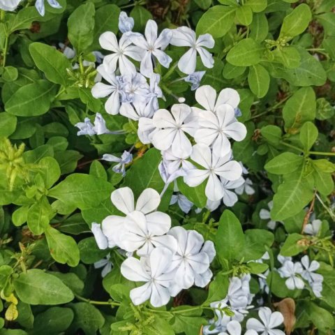 PLUMBAGO AURICULATA var. ALBA - Plumbago blanca #1