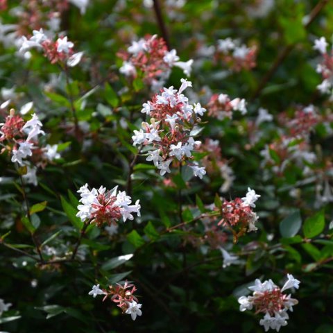 ABELIA x GRANDIFLORA Prostrata - Abelia Prostrata