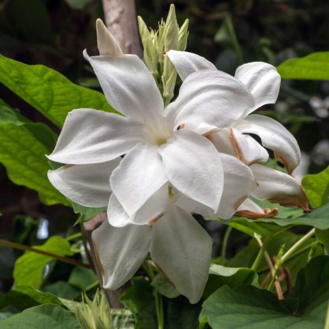 MANDEVILLA LAXA - Chilean jasmine