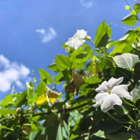 MANDEVILLA LAXA - Chilean jasmine