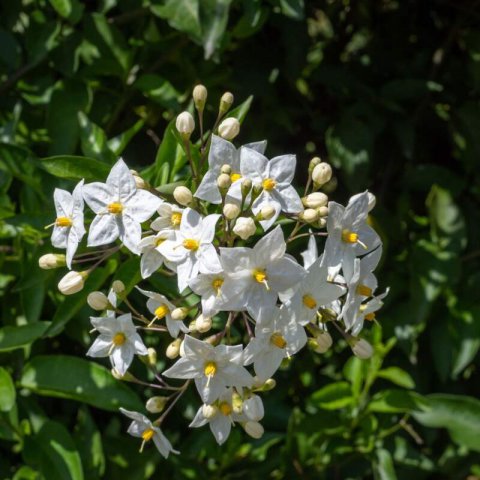 SOLANUM JASMINOIDES ALBUM