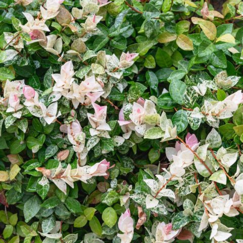 TRACHELOSPERMUM JASMINOIDES Tricolor