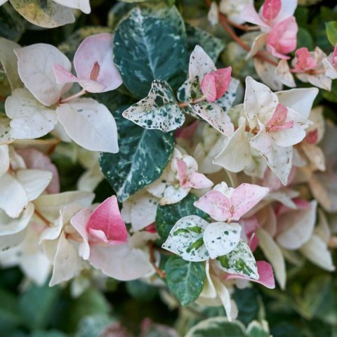 TRACHELOSPERMUM JASMINOIDES Tricolor