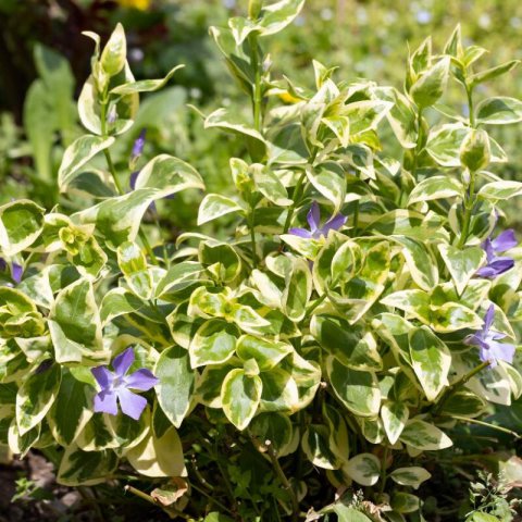 VINCA MINOR Aureovariegata