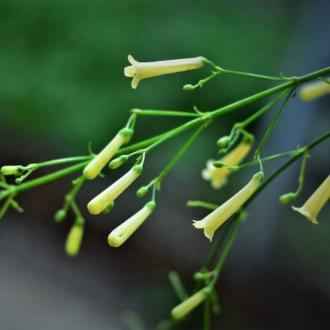 RUSSELIA EQUISETIFORMIS Amarilla