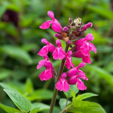 SALVIA GREGGII Rosa - Salvia arbustiva rosa #1