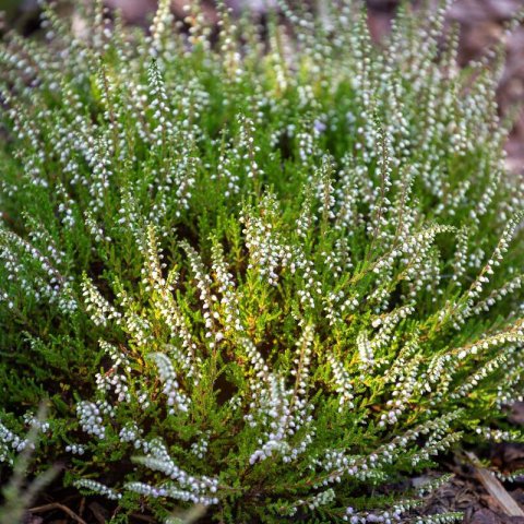 CALLUNA VULGARIS Calluna Beauty Ladies Viva