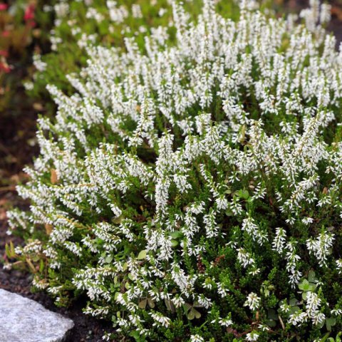 CALLUNA VULGARIS Calluna Beauty Ladies Viva