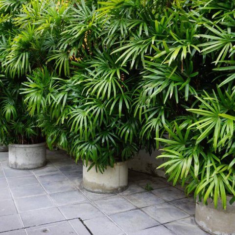 RHAPIS EXCELSA - Palmier Bambou