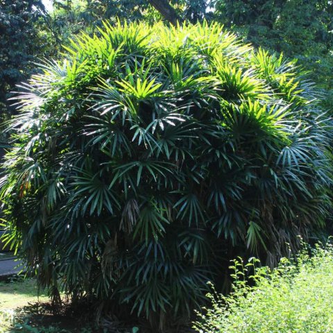 RHAPIS EXCELSA - Palmier Bambou