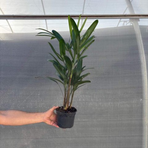RHAPIS EXCELSA