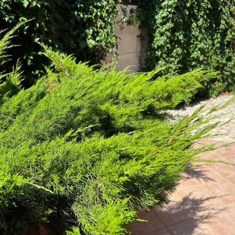JUNIPERUS x MEDIA Pfitzeriana Aurea - Golden Chinese Juniper