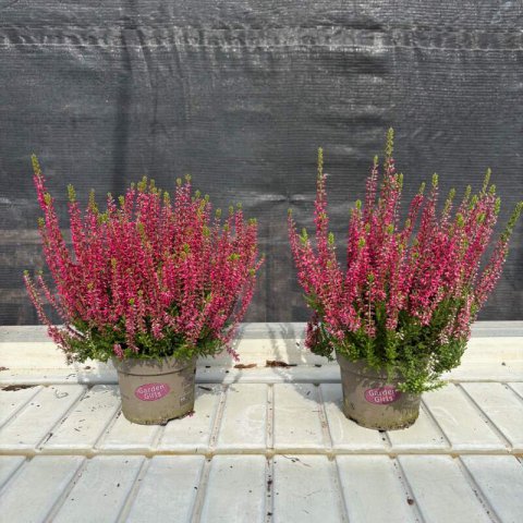 CALLUNA VULGARIS Garden Girls Fucsia - Bruyre #1