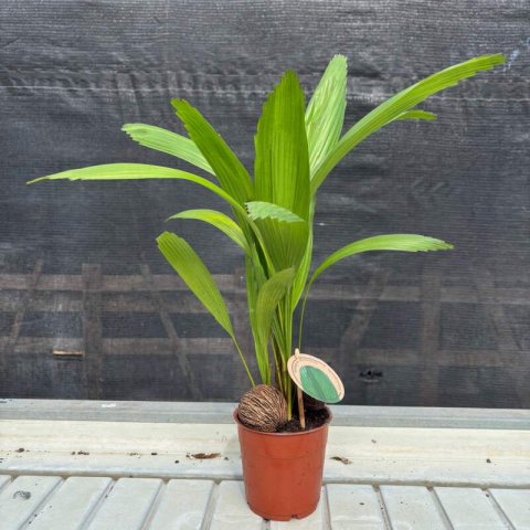 LICUALA GRANDIS - Fan Palm