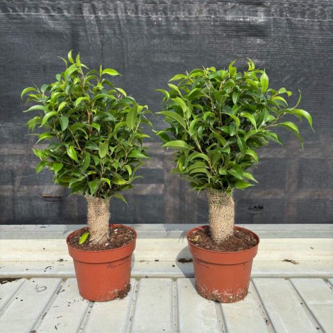 FICUS BENJAMINA Natasja - Ficus